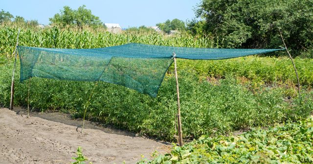 Погодные качели: как помочь растениям справиться с сыростью и засухой.