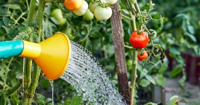 Спасение огорода в засуху начинается, конечно же, с оптимизации и увеличения объёма поливов.