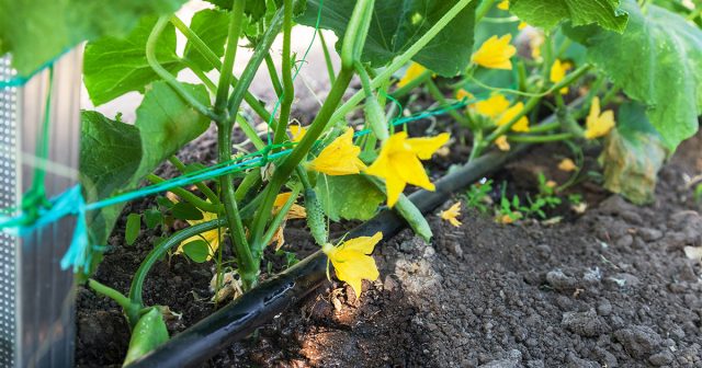 Для влаголюбивых культур, которые плохо переносят даже краткосрочные засухи (например, огурцов), желательно устроить капельный полив.