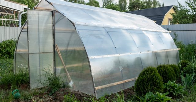 При повышенной влажности необходимо максимально усилить проветривание крон.