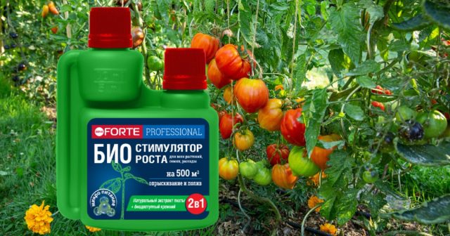 В некоторых случаях даже однократная обработка био-стимулятором роста Bona Forte с кремнием и экстрактом пихты даёт растениям силы для преодоления стрессов, защиты от болезней и нормального роста.