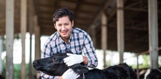 Правила выбора хорошей молочной коровы - Коровы, быки и другой крупный рогатый скот Правила выбора хорошей молочной коровы.