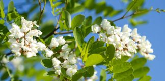 Робиния в вашем саду — волшебный аромат и пышное цветение белой акации