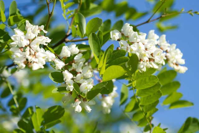 Робиния в вашем саду — волшебный аромат и пышное цветение белой акации