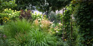 Секреты защиты растений от ветра — создаём устойчивый сад