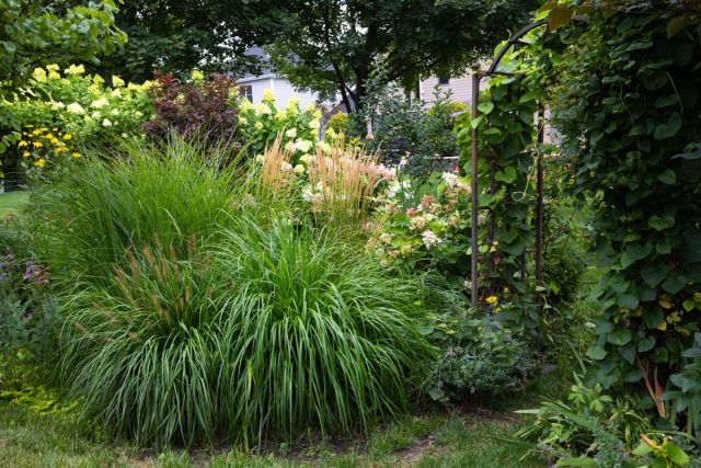 Секреты защиты растений от ветра — создаём устойчивый сад