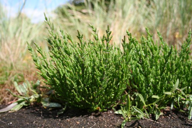 Солерос (Salicornia europaea) иногда называют "спаржей для бедняков".