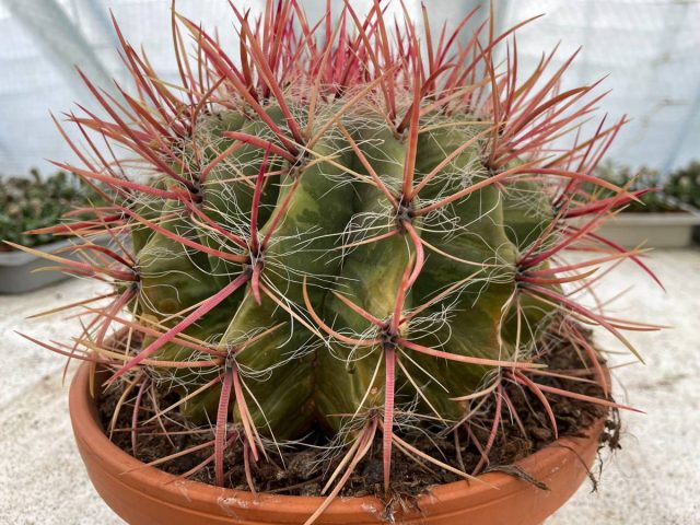 Существует множество видов кактусов-бочек, но самым вкусным считается Вислизена.