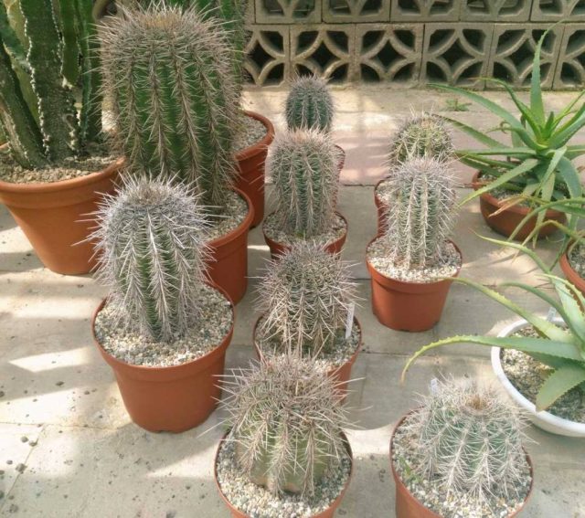 Сагуаро (Carnegiea gigantea) - это знаковое растение американского Запада, не раз выручавшее ковбоев.