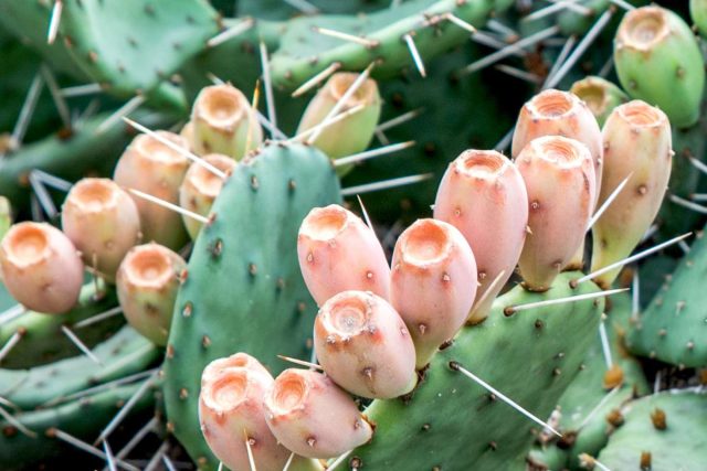 Опунция индийская (Opuntia ficus-indica) также известна, как индийский инжир или кактусовая груша. Независимо от названия, это один из самых вкусных суккулентов.