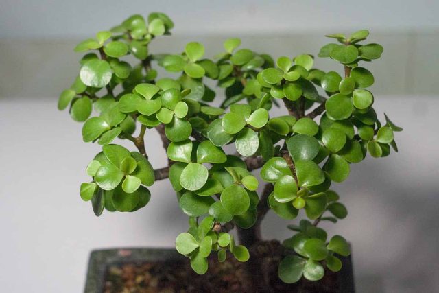 Портулакария афра (Portulacaria afra) напоминает толстянку с зелеными или пестрыми листьями, но она несколько более прихотлива в уходе.