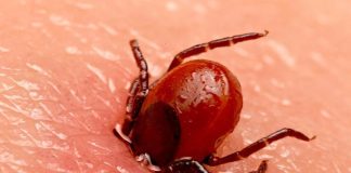 Симптомы укуса клеща: как распознать и как избежать