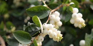 Снежноягодник в дизайне сада: универсальный и неприхотливый.