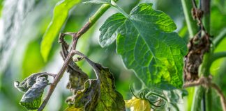 Союзники из почвы: как победить фитофтору без химии.