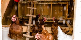 Теплая подстилка в курятнике: как помочь курицам не замерзнуть зимой.