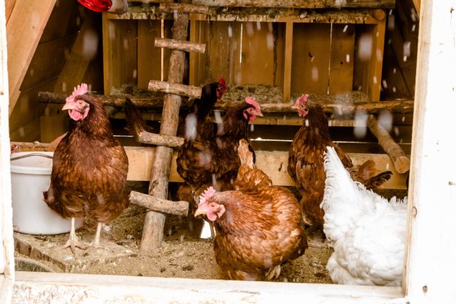 Теплая подстилка в курятнике: как помочь курицам не замерзнуть зимой.