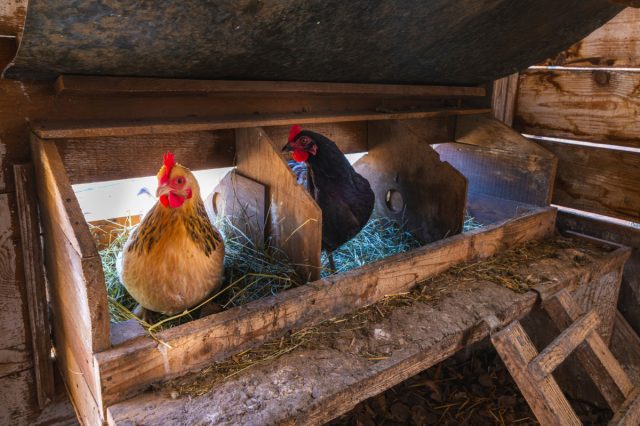 В неотапливаемых птичниках избыточная влага на полу дополняется ещё и низкими температурами в зимний период.