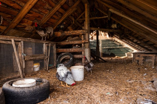 Закладывать подстилочную массу желательно послойно, проливая каждый слой рабочим раствором препарата Экобактер (10-20 мл на 10 литров воды) и немного перемешивая граблями или вилами.