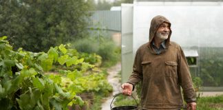 Три опасности для сада в августе — не дайте огороду погибнуть - Удобрения и средства защиты Три опасности для сада в августе — не дайте огороду погибнуть.