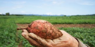 Учёные раскрыли, откуда на самом деле появился картофель