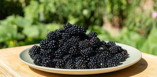 Уход за ежевикой после сбора урожая — что нельзя упустить - Удобрения и средства защиты Уход за ежевикой после сбора урожая — что нельзя упустить.