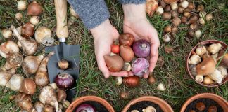 Все о разборе луковиц для осенней покупки: больше — не всегда лучше.