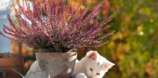 10 опасных растений для котов в осеннем саду - Декоративные кустарники 10 опасных растений для котов в осеннем саду.