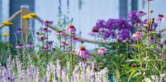 15 пряных трав для цветника — совмещаем красивое с полезным - Цветник и ландшафт 15 пряных трав для цветника — совмещаем красивое с полезным.