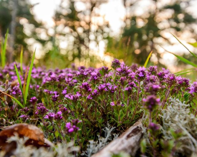 Тимьян (Thymus serpyllum) — быстрорастущее растение с крошечными листочками и множеством фиолетовых или сиреневых цветков. Тимьян (Thymus serpyllum) — быстрорастущее растение с крошечными листочками и множеством фиолетовых или сиреневых цветков.