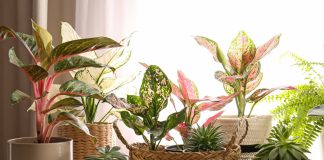 25+ эффектных растений в осенних оттенках для вашего дома