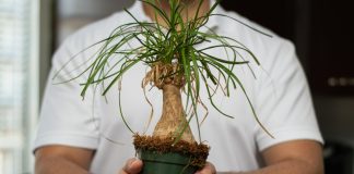 5 идеальных растений для засушливых регионов и квартир с отоплением