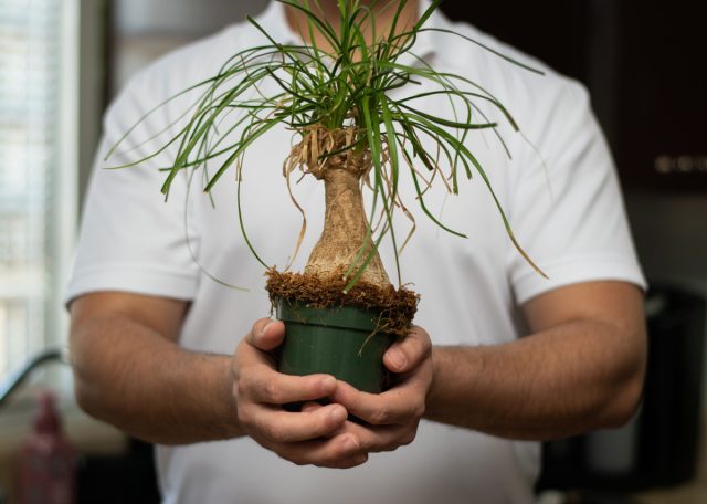 5 идеальных растений для засушливых регионов и квартир с отоплением