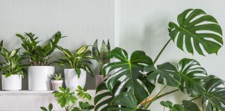 7 лучших растений для минималистичного интерьера - Комнатные растения 7 лучших растений для минималистичного интерьера