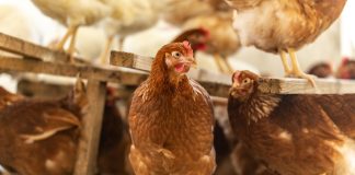 Автономный курятник, или Как тратить на кур не больше 10 минут в день