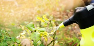 Частые болезни в цветнике осенью — учимся определять и бороться правильно.