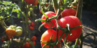 Чем безопасно подкормить растения в начале осени - Удобрения и средства защиты Чем безопасно подкормить растения в начале осени.