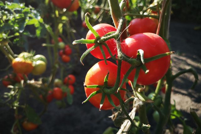 Чем безопасно подкормить растения в начале осени. Чем безопасно подкормить растения в начале осени.