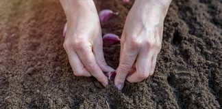 Что необходимо знать о посадке чеснока осенью - АО «ГАРДЕН» Что необходимо знать о посадке чеснока осенью.