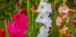 Гладиолусы отцвели — что делать дальше?