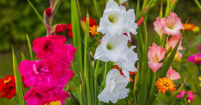 Гладиолусы отцвели — что делать дальше?