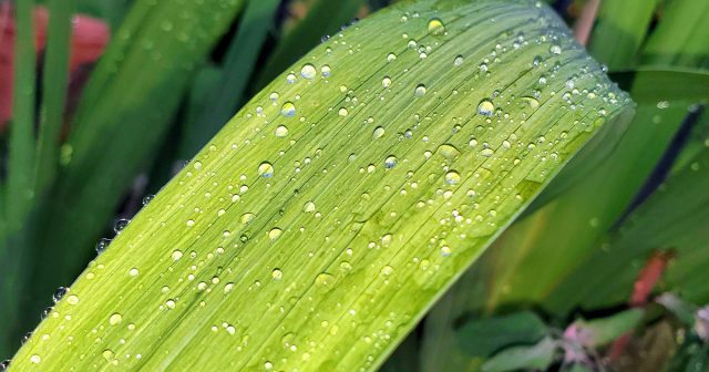 Именно поэтому они плохо переносят продолжительные засухи, так как получают воду только из верхних слоёв почвы. И если стоит сухая погода, поливы гладиолусам просто необходимы.