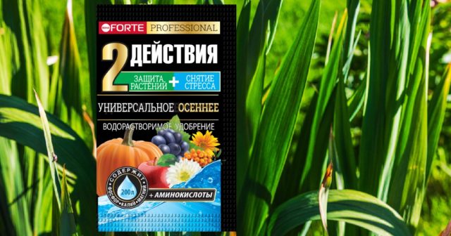 Советуем попробовать для гладиолусов в конце сезона водорастворимое удобрение Универсальное осеннее с аминокислотами.