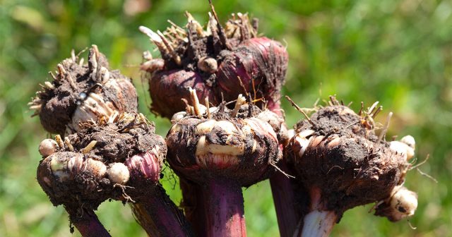 Если сильно запоздать с работами, вырастает вероятность развития гнилей или подмерзания.