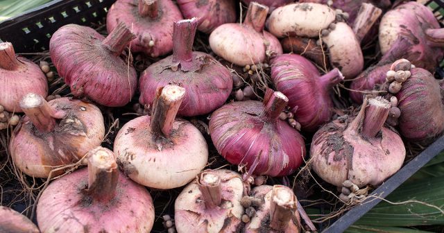 Правильная сушка луковиц проводится в течение пары-тройки недель при достаточно высоких температурах – 25-30 градусов, а затем ещё около месяца при обычных комнатных.