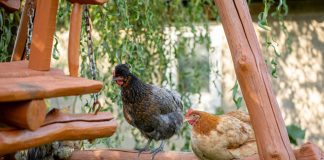 Игрушки и развлечения для кур: как скрасить досуг птицы с наступлением холодов.