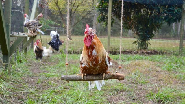 Соорудите самодельные качели в курятнике. Неважно, насколько красивыми они будут, главное - возможность покачаться.