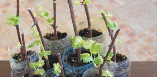 Как купить саженцы винограда и не пожалеть? Мой опыт проб и ошибок - Ягодник Как купить саженцы винограда и не пожалеть? Мой опыт проб и ошибок