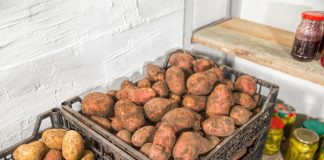 Как надолго сохранить собранные овощи и фрукты — советы для популярных культур - Сад и огород Как надолго сохранить собранные овощи и фрукты — советы для популярных культур.