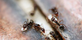 Как найти и уничтожить муравейник - Грин Бэлт — урожай под защитой Как найти и уничтожить муравейник.