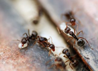 Как найти и уничтожить муравейник.